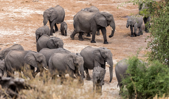 Afrikanische Elefanten (Loxodonta africana) Chobe National Park