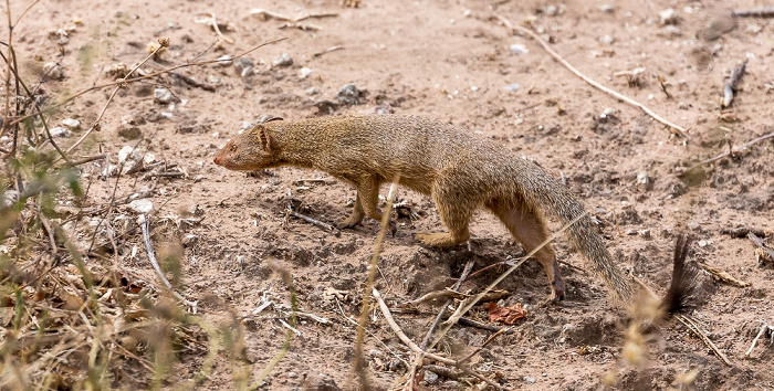 Zwergmanguste (Helogale) Chobe National Park