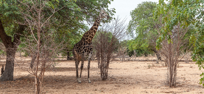 Angola-Giraffe (Giraffa giraffa angolensis) Chobe National Park