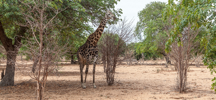 Chobe National Park Angola-Giraffe (Giraffa giraffa angolensis)