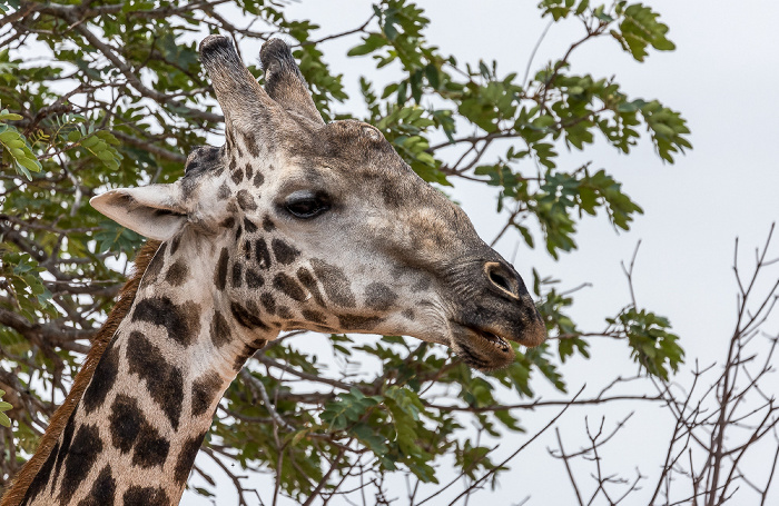 Chobe National Park Angola-Giraffe (Giraffa giraffa angolensis)