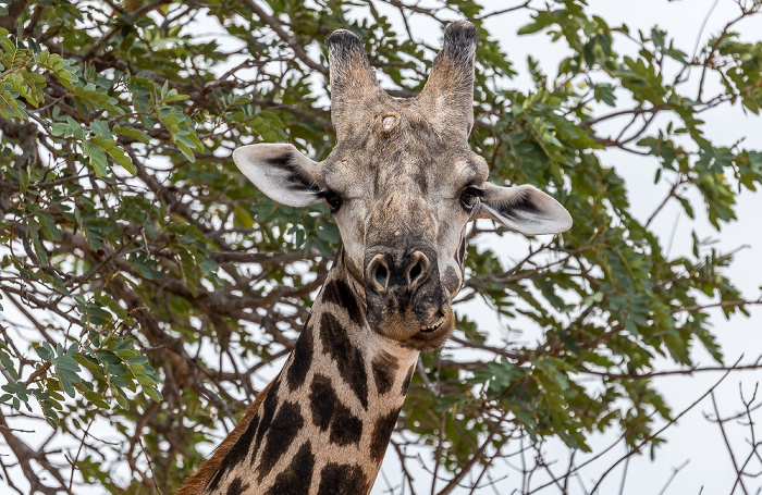 Chobe National Park Angola-Giraffe (Giraffa giraffa angolensis)