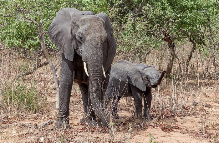 Afrikanische Elefanten (Loxodonta africana) Chobe National Park