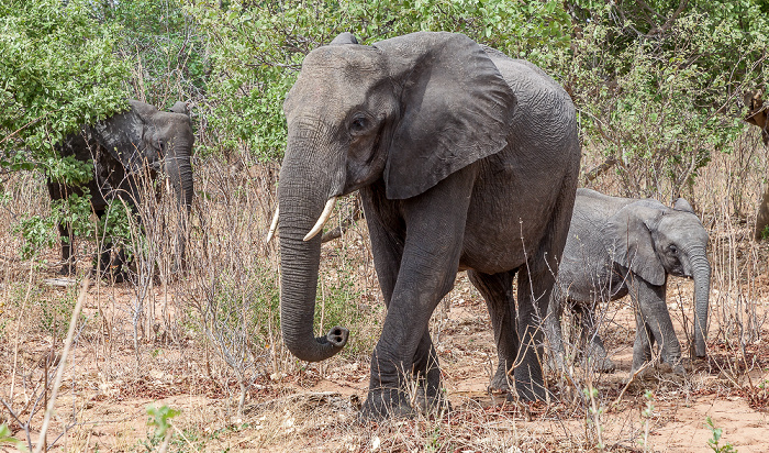 Afrikanische Elefanten (Loxodonta africana) Chobe National Park