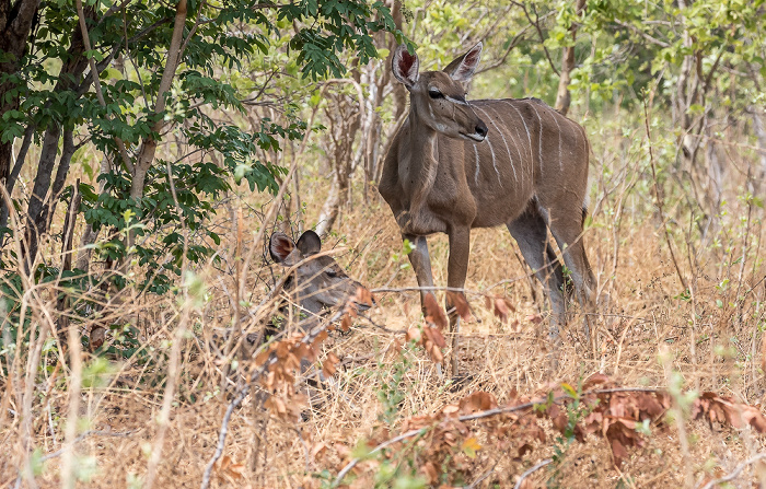 Chobe National Park Sambesi-Großkudu (Strepsiceros zambesiensis)