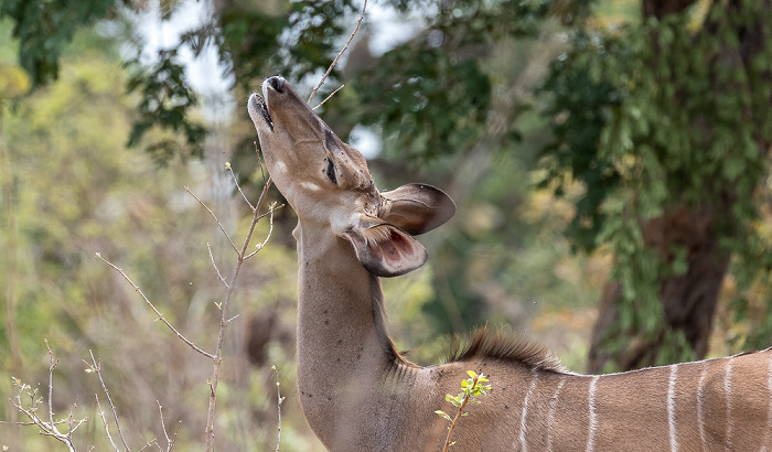 Chobe National Park Sambesi-Großkudu (Strepsiceros zambesiensis)