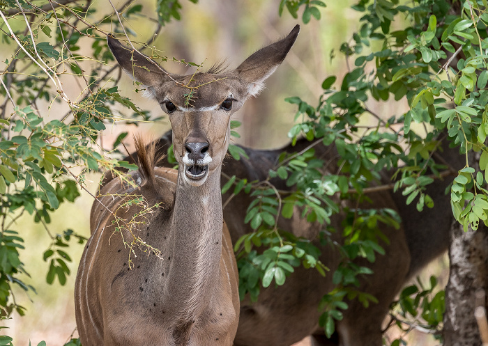 Chobe National Park Sambesi-Großkudu (Strepsiceros zambesiensis)