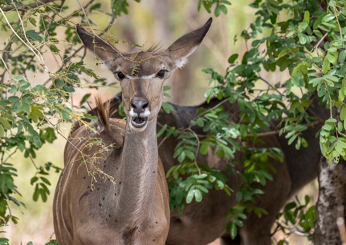 Sambesi-Großkudu (Strepsiceros zambesiensis) Chobe National Park