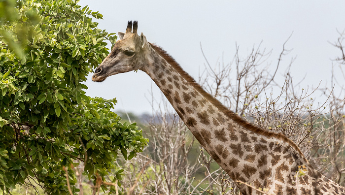 Chobe National Park Angola-Giraffe (Giraffa giraffa angolensis)