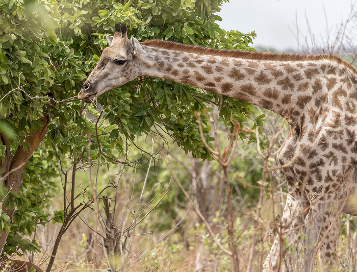 Chobe National Park Angola-Giraffe (Giraffa giraffa angolensis)