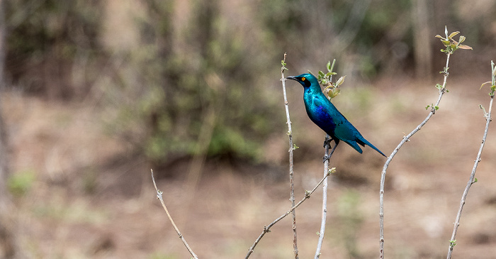 Eigentlicher Glanzstar (Lamprotornis) Chobe National Park