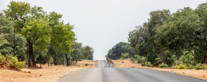 Angola-Giraffe (Giraffa giraffa angolensis) Chobe National Park