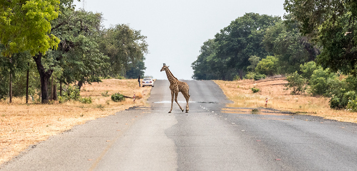 Chobe National Park Angola-Giraffe (Giraffa giraffa angolensis)