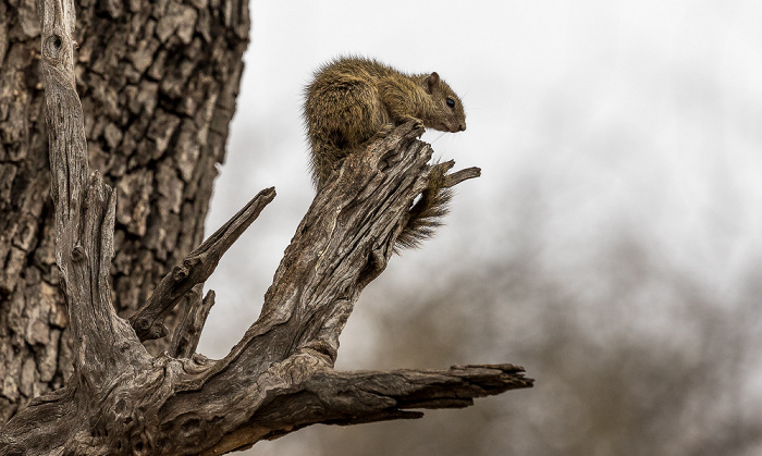 Chobe National Park Afrikanisches Buschhörnchen (Paraxerus)