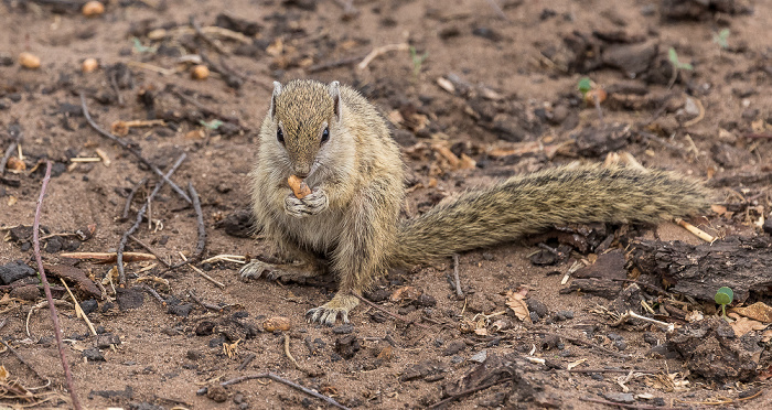 Chobe National Park Afrikanisches Buschhörnchen (Paraxerus)