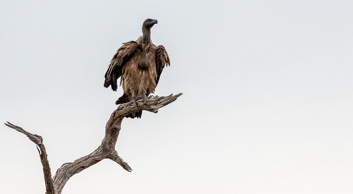 Altweltgeier (Aegypiinae) Chobe National Park