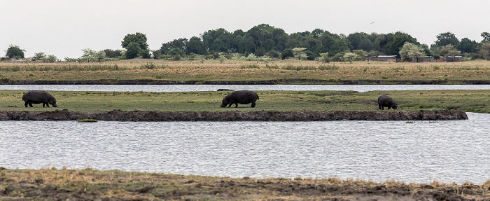 Chobe National Park Flusspferde (Nilpferd, Hippopotamus amphibius)