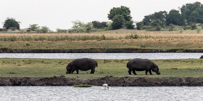 Chobe National Park Flusspferde (Nilpferd, Hippopotamus amphibius)
