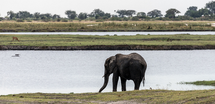 Afrikanischer Elefant (Loxodonta africana) Chobe National Park