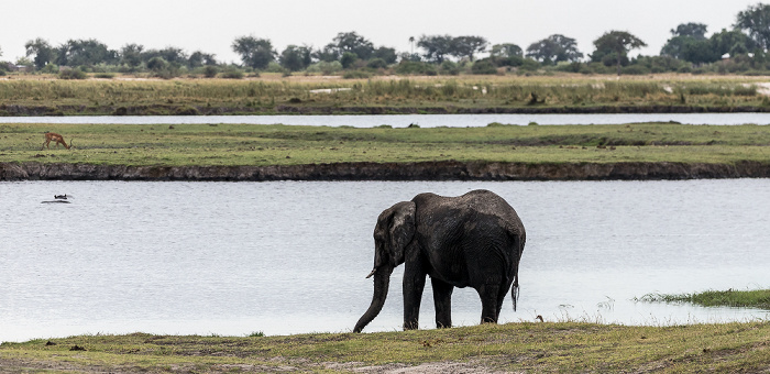 Chobe National Park Afrikanischer Elefant (Loxodonta africana)