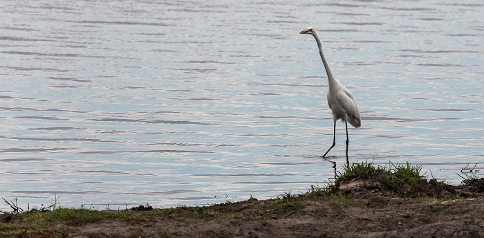 Silberreiher (Ardea alba) Chobe National Park