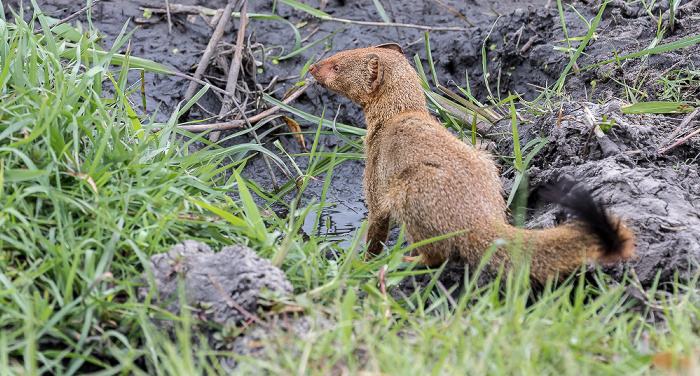 Manguste (Herpestidae) Chobe National Park