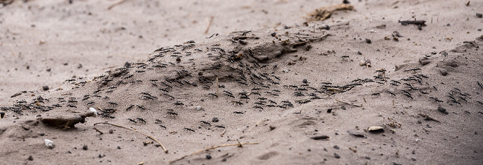Chobe National Park Ameisen