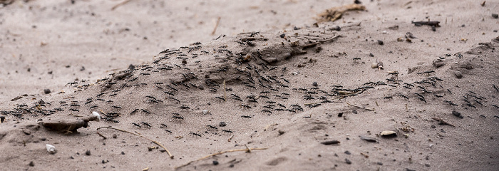 Ameisen Chobe National Park