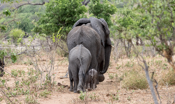 Chobe National Park Afrikanische Elefanten (Loxodonta africana)