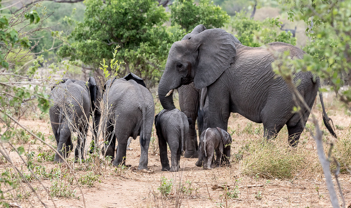 Afrikanische Elefanten (Loxodonta africana) Chobe National Park