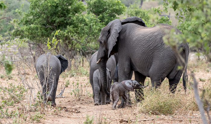 Afrikanische Elefanten (Loxodonta africana) Chobe National Park