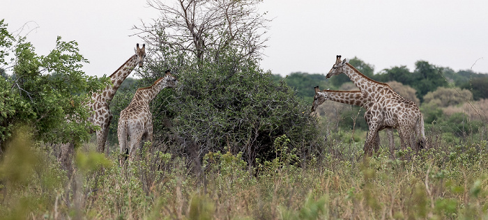 Angola-Giraffen (Giraffa giraffa angolensis) Chobe National Park