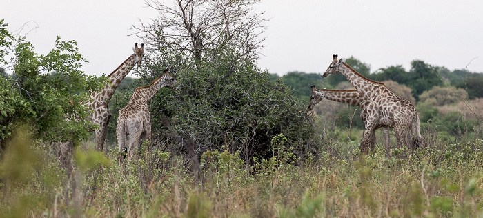 Chobe National Park Angola-Giraffen (Giraffa giraffa angolensis)