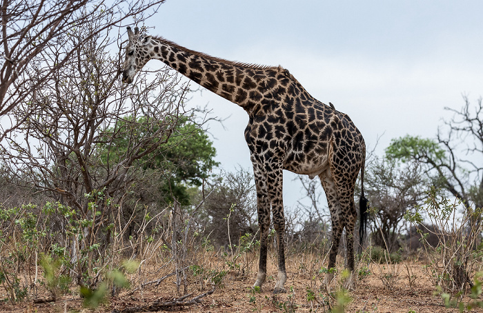 Chobe National Park Angola-Giraffe (Giraffa giraffa angolensis) mit Gelbschnabel-Madenhackern (Buphagus africanus)