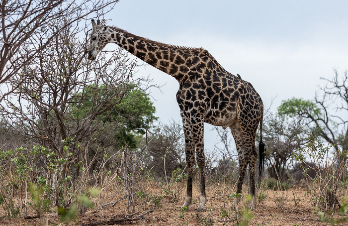 Angola-Giraffe (Giraffa giraffa angolensis) mit Gelbschnabel-Madenhackern (Buphagus africanus) Chobe National Park