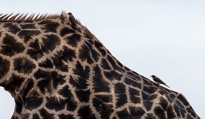 Angola-Giraffe (Giraffa giraffa angolensis) mit Gelbschnabel-Madenhackern (Buphagus africanus) Chobe National Park