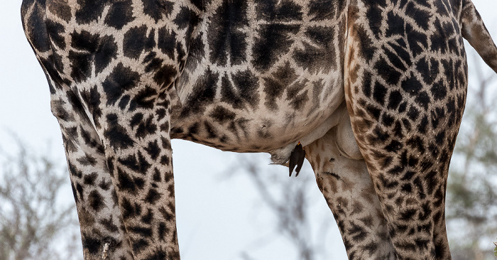 Angola-Giraffe (Giraffa giraffa angolensis) mit Gelbschnabel-Madenhacker (Buphagus africanus) Chobe National Park