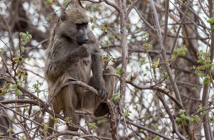 Bärenpavian (Tschakma, Papio ursinus) Chobe National Park
