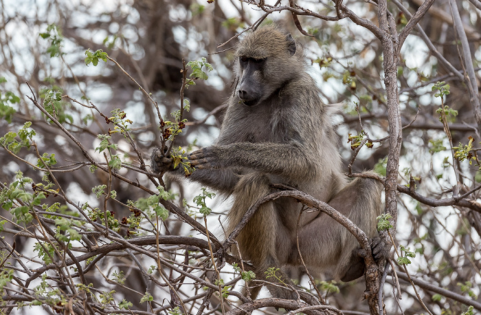 Bärenpavian (Tschakma, Papio ursinus) Chobe National Park