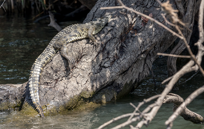 Nilkrokodil (Crocodylus niloticus) Kazungula