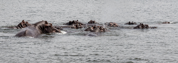 Kazungula Flusspferde (Nilpferd, Hippopotamus amphibius)