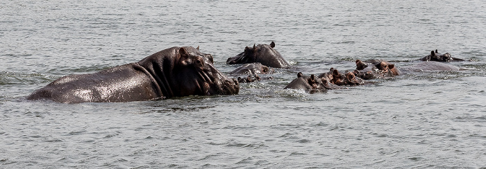 Flusspferde (Nilpferd, Hippopotamus amphibius) Kazungula