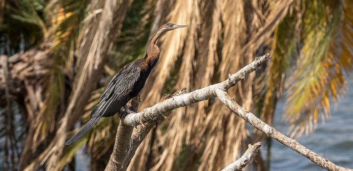 Kazungula Afrikanischer Schlangenhalsvogel (Anhinga rufa)