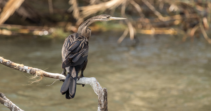 Afrikanischer Schlangenhalsvogel (Anhinga rufa) Kazungula