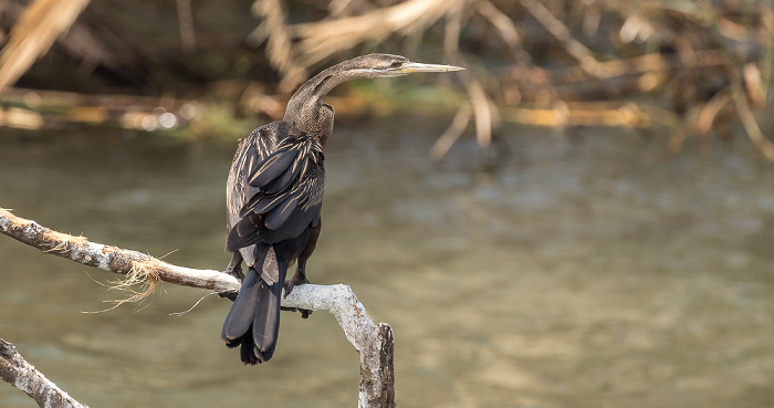 Afrikanischer Schlangenhalsvogel (Anhinga rufa) Kazungula