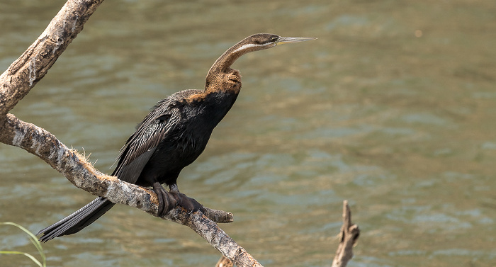 Kazungula Afrikanischer Schlangenhalsvogel (Anhinga rufa)