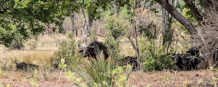 Kaffernbüffel (Schwarzbüffel, Afrikanische Büffel, Syncerus caffer) Mosi-oa-Tunya National Park