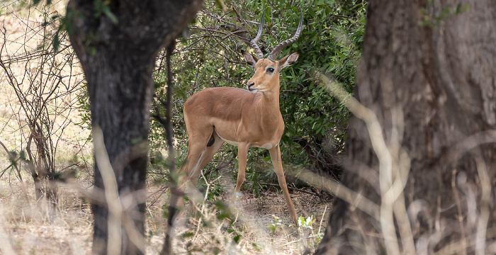 Mosi-oa-Tunya National Park Impala (Aepyceros)