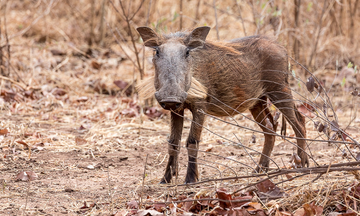 Mosi-oa-Tunya National Park Warzenschwein (Phacochoerus africanus)