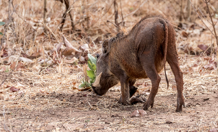 Warzenschwein (Phacochoerus africanus) Mosi-oa-Tunya National Park